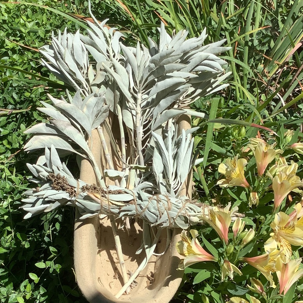 Sage w Lavender. 1 Stick. 12”x 1”. Organic. - Picture 5 of 12